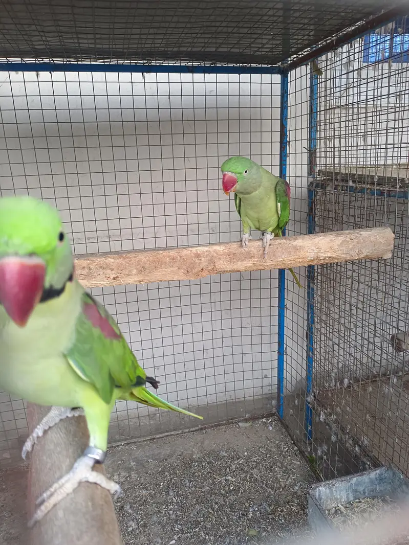 Kashmiri Raw Breeder Parrots Pair Healthy and Beautiful For Sale Pair — photo 3