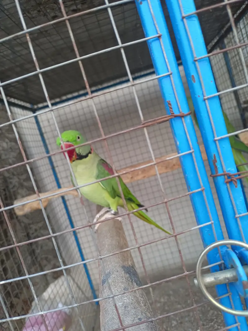 Kashmiri Raw Breeder Parrots Pair Healthy and Beautiful For Sale Pair — photo 4