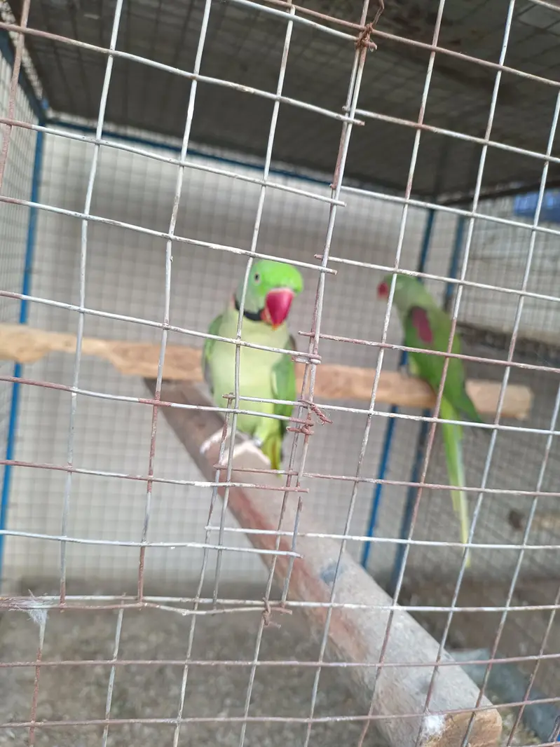 Kashmiri Raw Breeder Parrots Pair Healthy and Beautiful For Sale Pair — photo 5