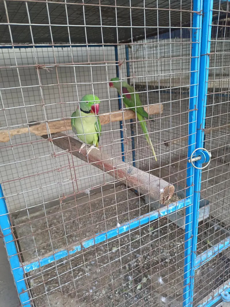 Kashmiri Raw Breeder Parrots Pair Healthy and Beautiful For Sale Pair — photo 6