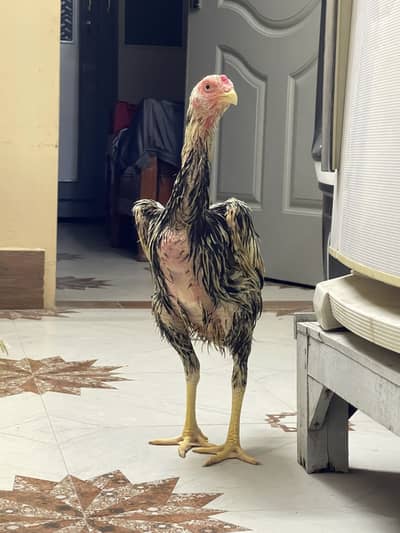 Coco King OShamo Aseel Pure home breed