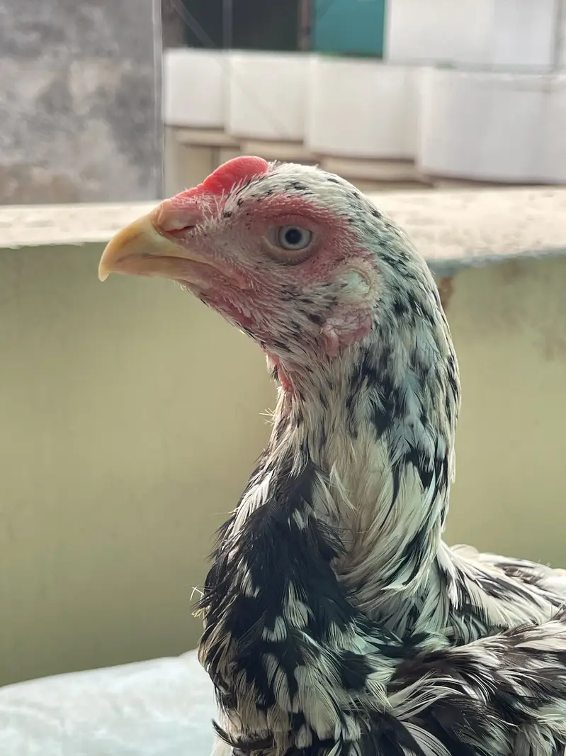Coco King OShamo Aseel Pure home breed — photo 2