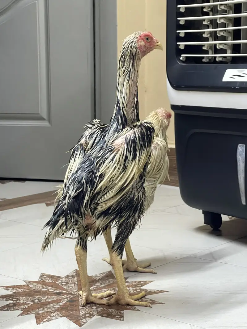 Coco King OShamo Aseel Pure home breed — photo 3