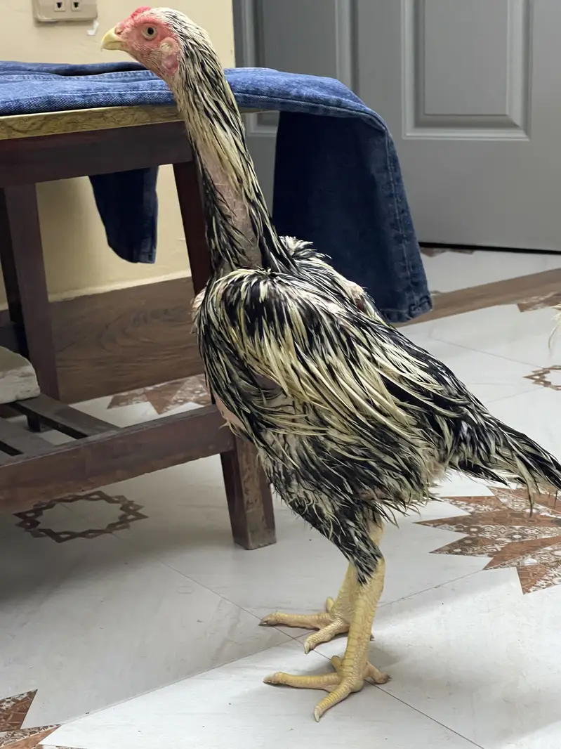 Coco King OShamo Aseel Pure home breed — photo 4