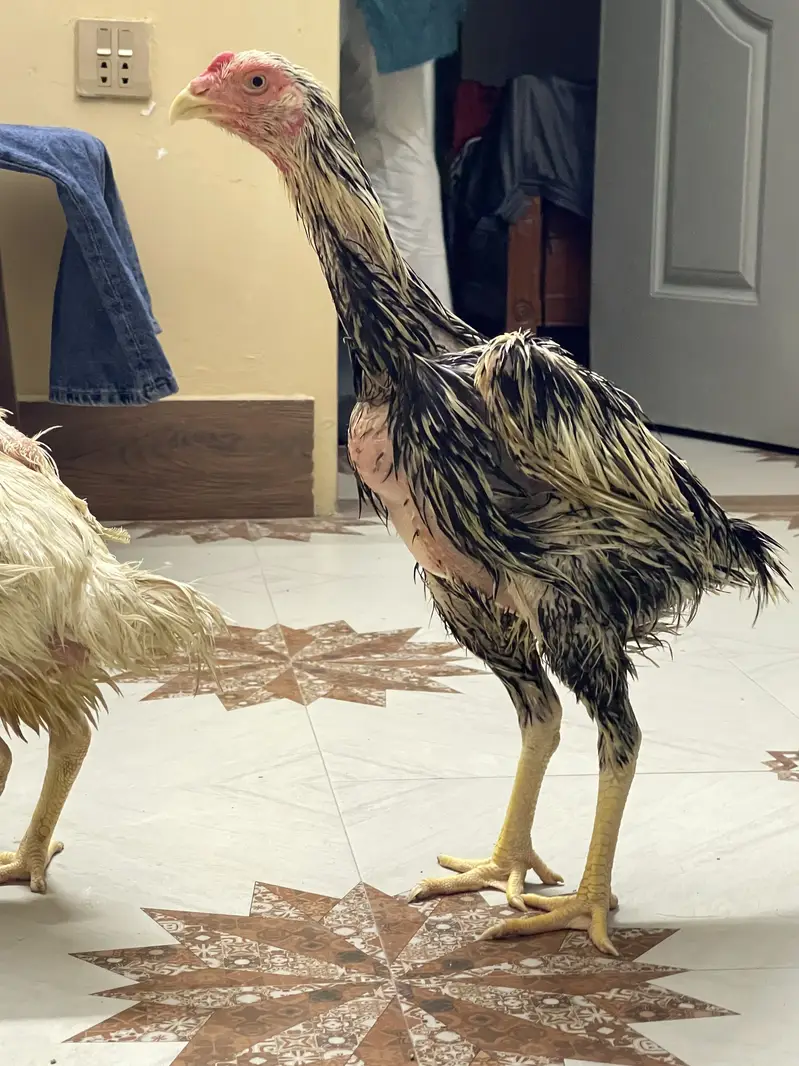 Coco King OShamo Aseel Pure home breed — photo 5
