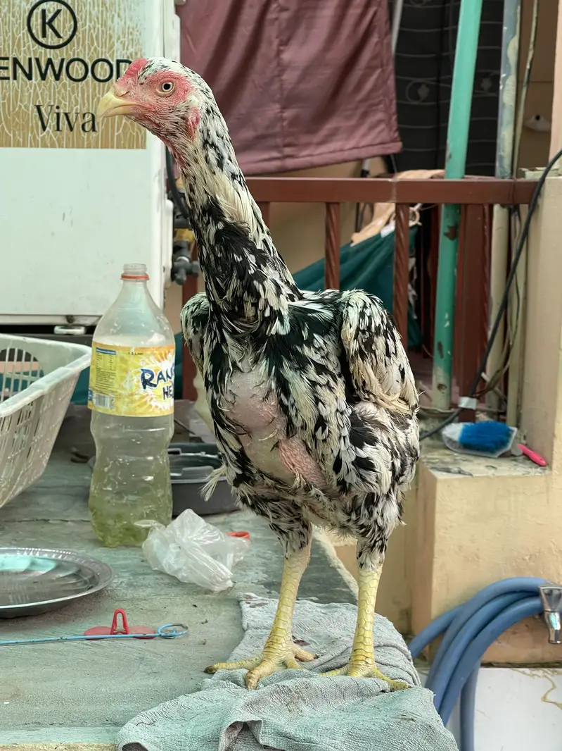 Coco King OShamo Aseel Pure home breed — photo 6