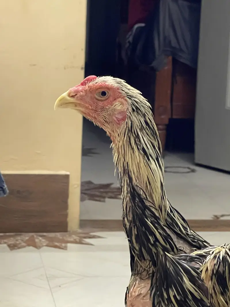 Coco King OShamo Aseel Pure home breed — photo 7