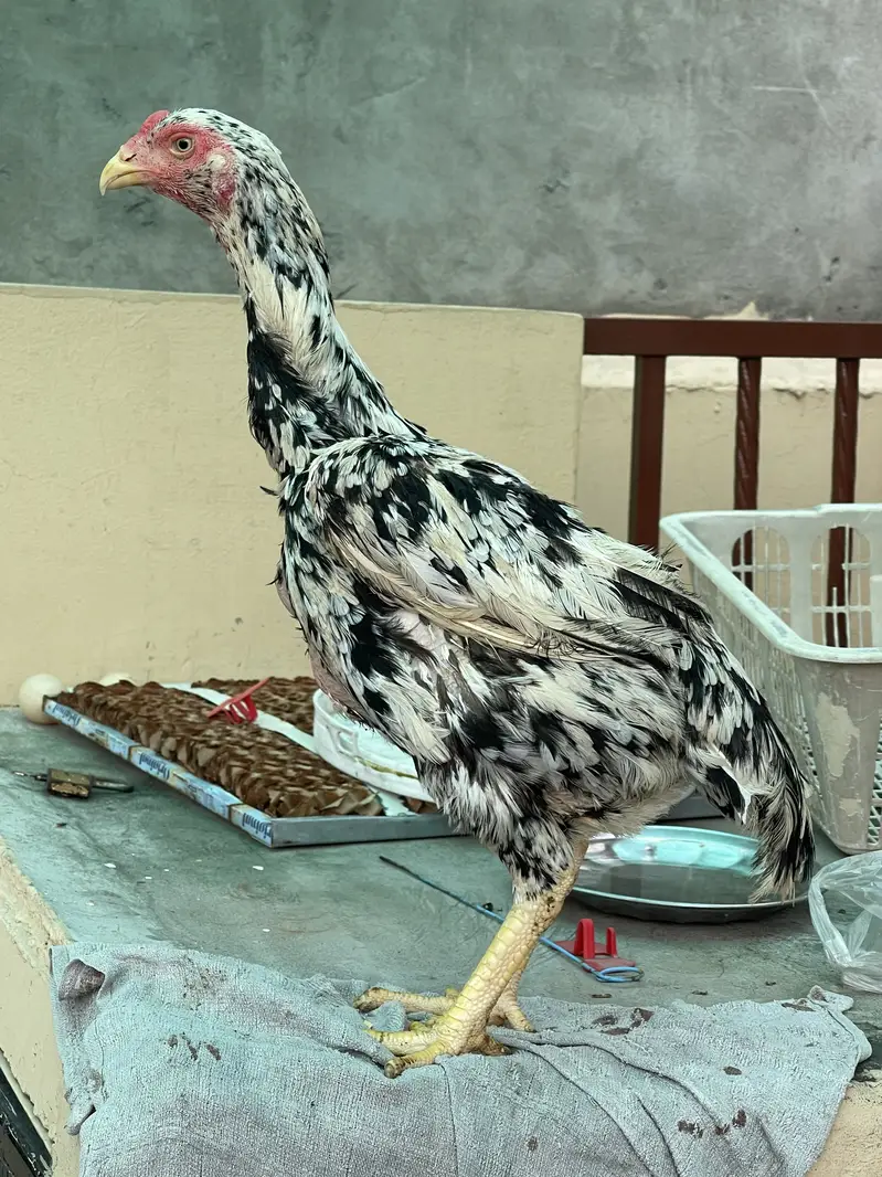 Coco King OShamo Aseel Pure home breed — photo 9