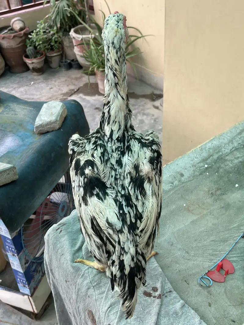 Coco King OShamo Aseel Pure home breed — photo 10