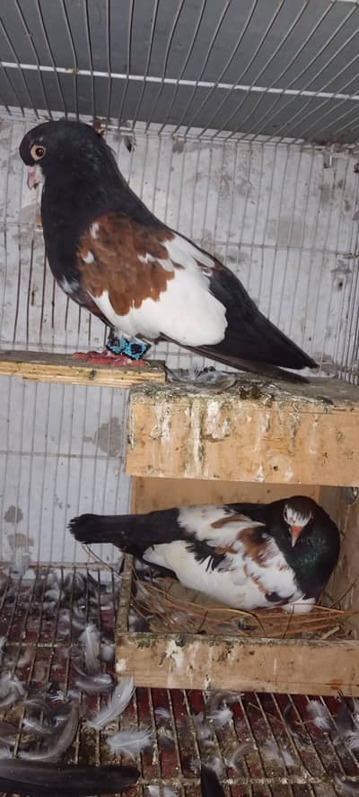 sherazrazi & karbali & khall guldar pair for sale