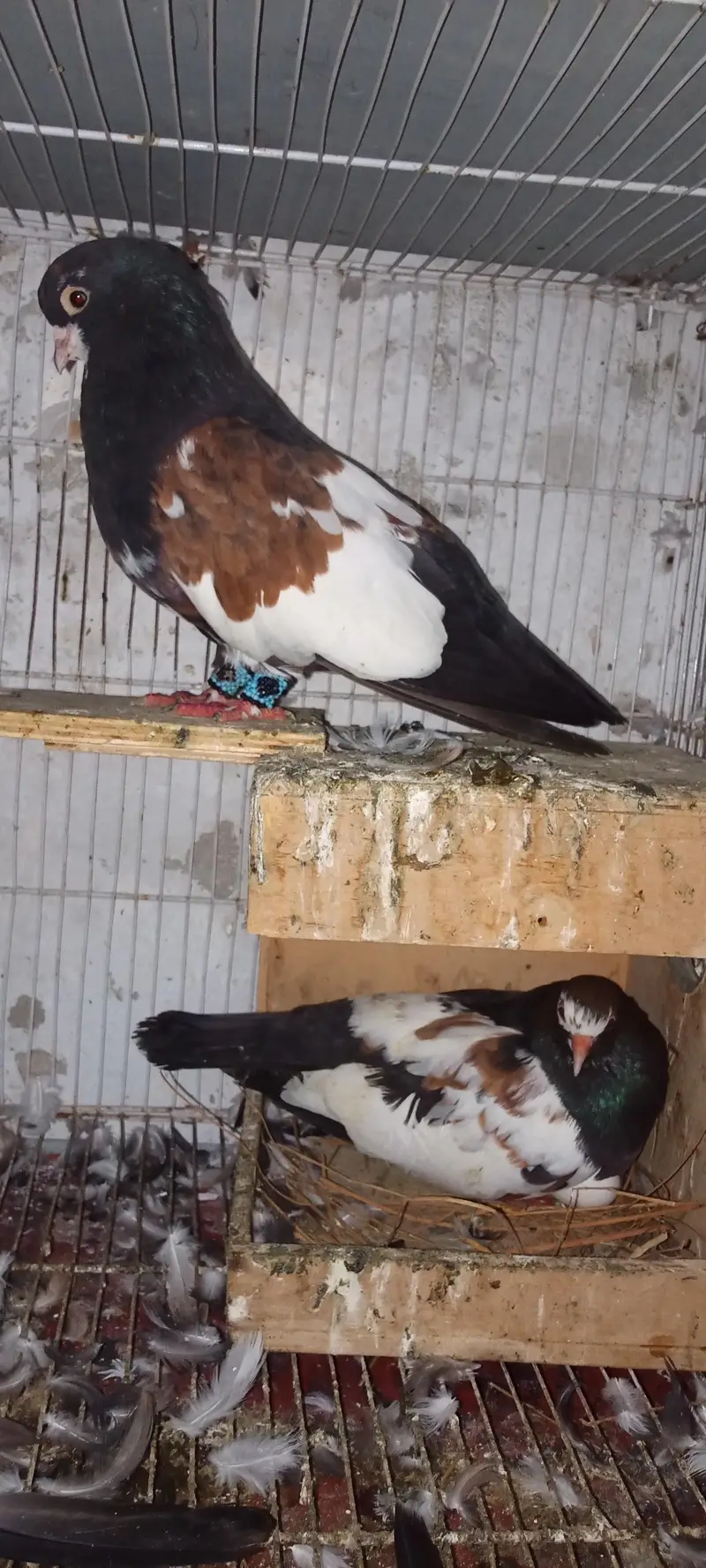 sherazrazi & karbali & khall guldar pair for sale