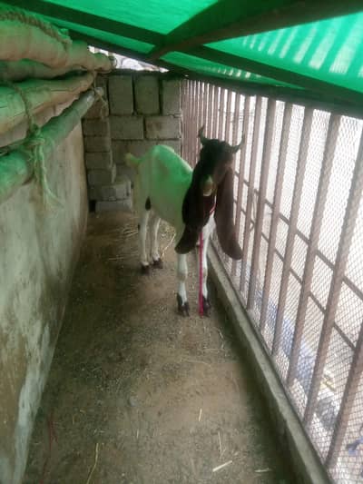 Andoo Bakra