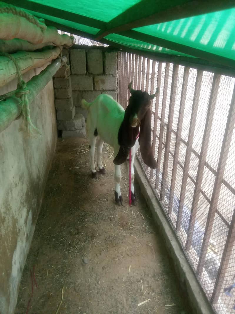 Andoo Bakra 0