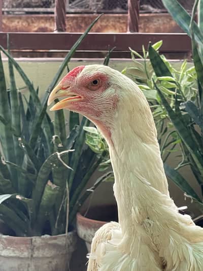 King OShamo Aseel Long Height High Quality Female