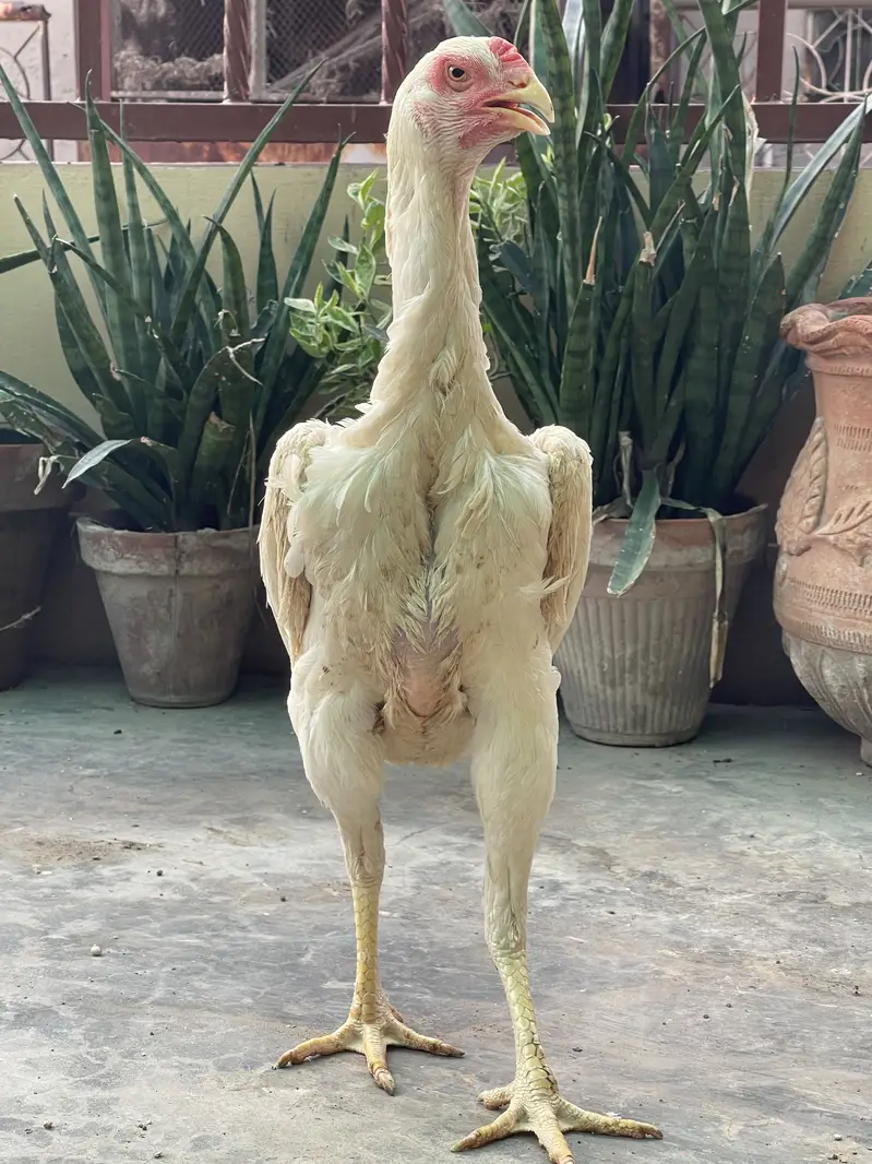 King OShamo Aseel Long Height High Quality Female — photo 2