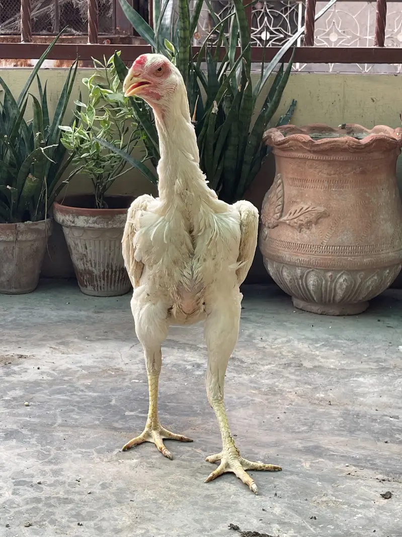 King OShamo Aseel Long Height High Quality Female — photo 5