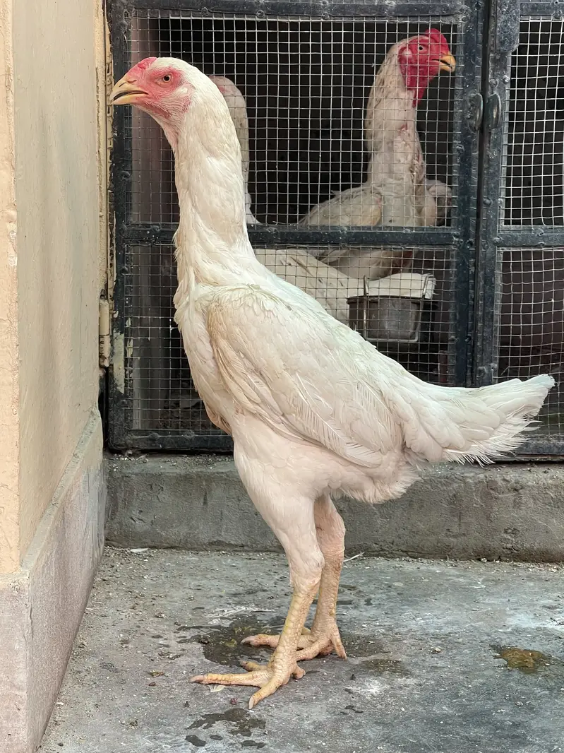 King OShamo Aseel Long Height High Quality Female — photo 6