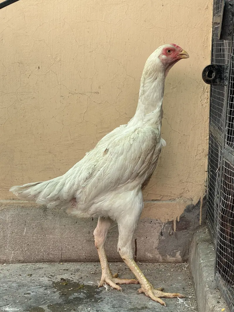 King OShamo Aseel Long Height High Quality Female — photo 10