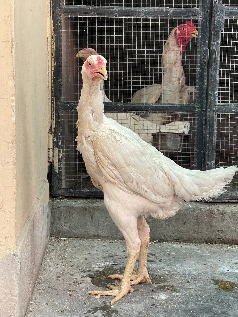 King OShamo Aseel Long Height High Quality Female — photo 11