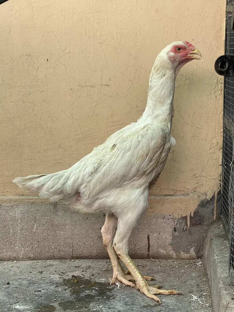 King OShamo Aseel Long Height High Quality Female — photo 12