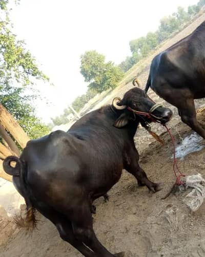 Pure Neeli Ravi Buffalo for Sale | 10 Month Pregnant | 12-14 KG Milk