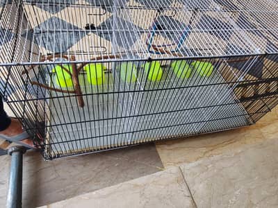 3 portion cage for sell & small cage for ssle