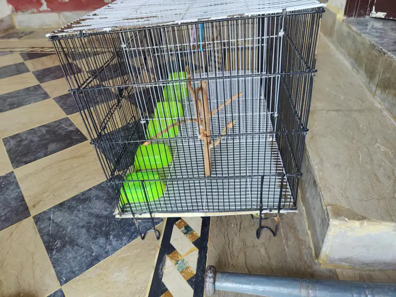 3 portion cage for sell & small cage for ssle — photo 2