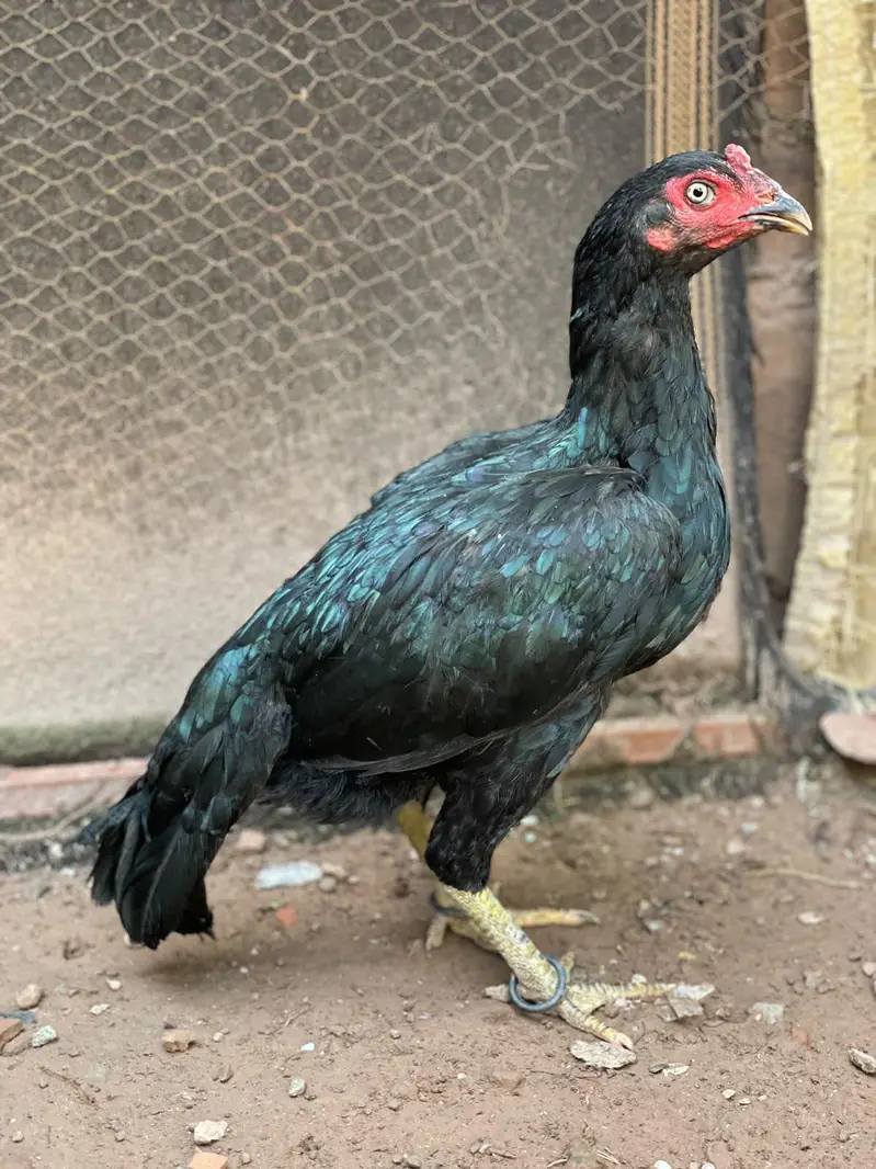 lasani aseel madiya — photo 3