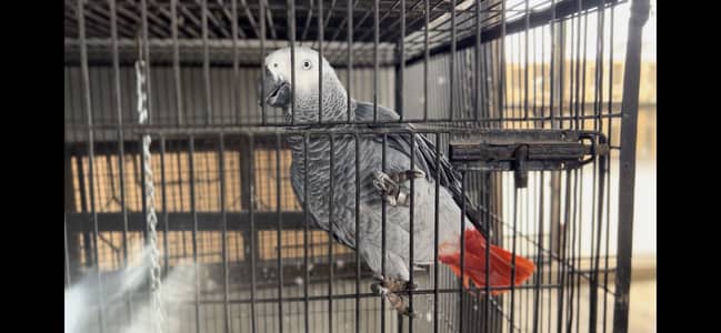 African grey parrot full setup for sal hain