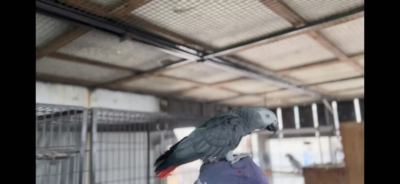 African grey parrot full setup for sal hain — photo 2