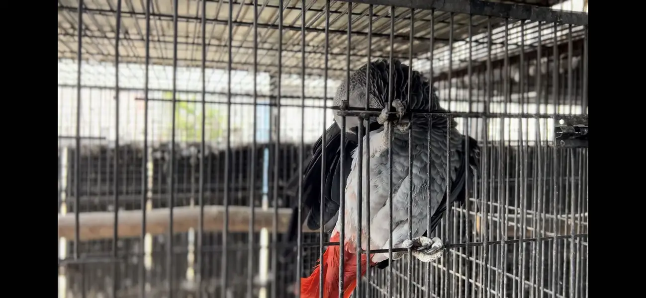 African grey parrot full setup for sal hain — photo 3
