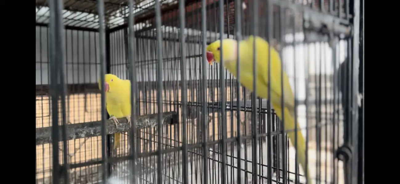 African grey parrot full setup for sal hain — photo 4
