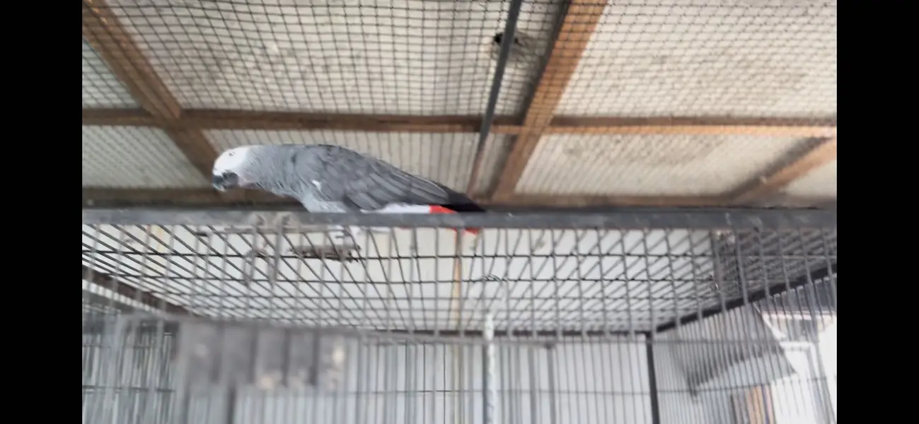 African grey parrot full setup for sal hain — photo 5