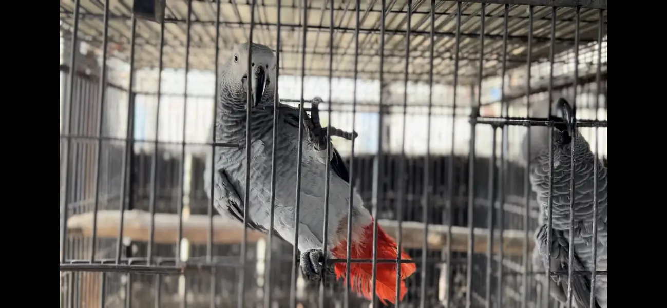 African grey parrot full setup for sal hain — photo 6