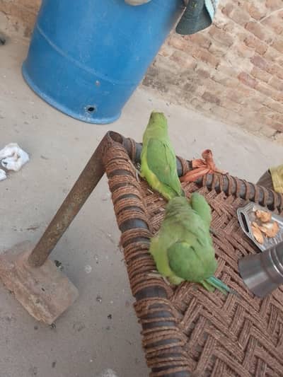 baby parrot