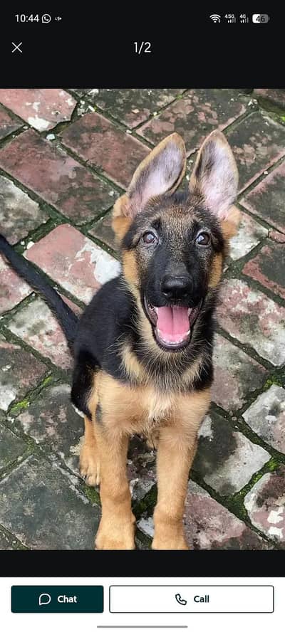 German shepherd