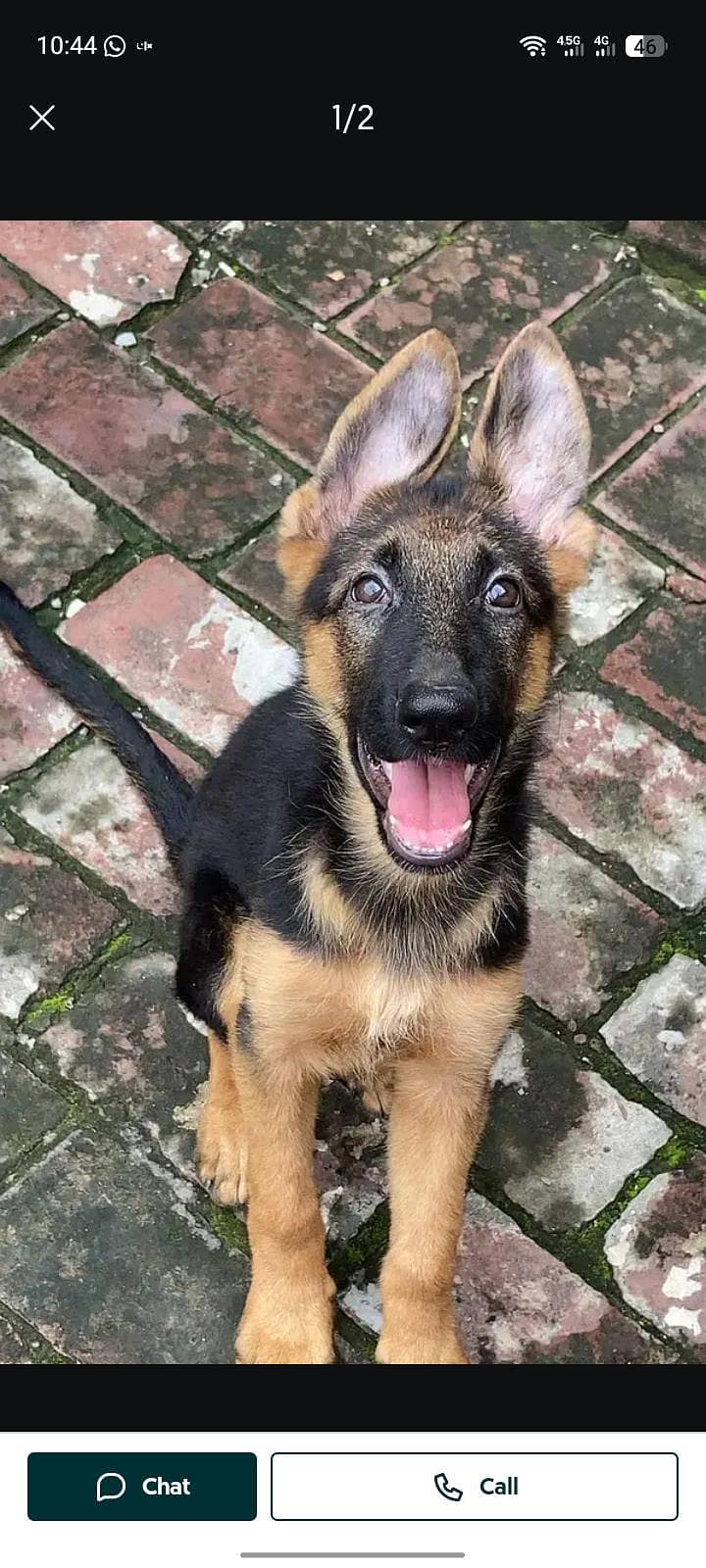 German shepherd 0