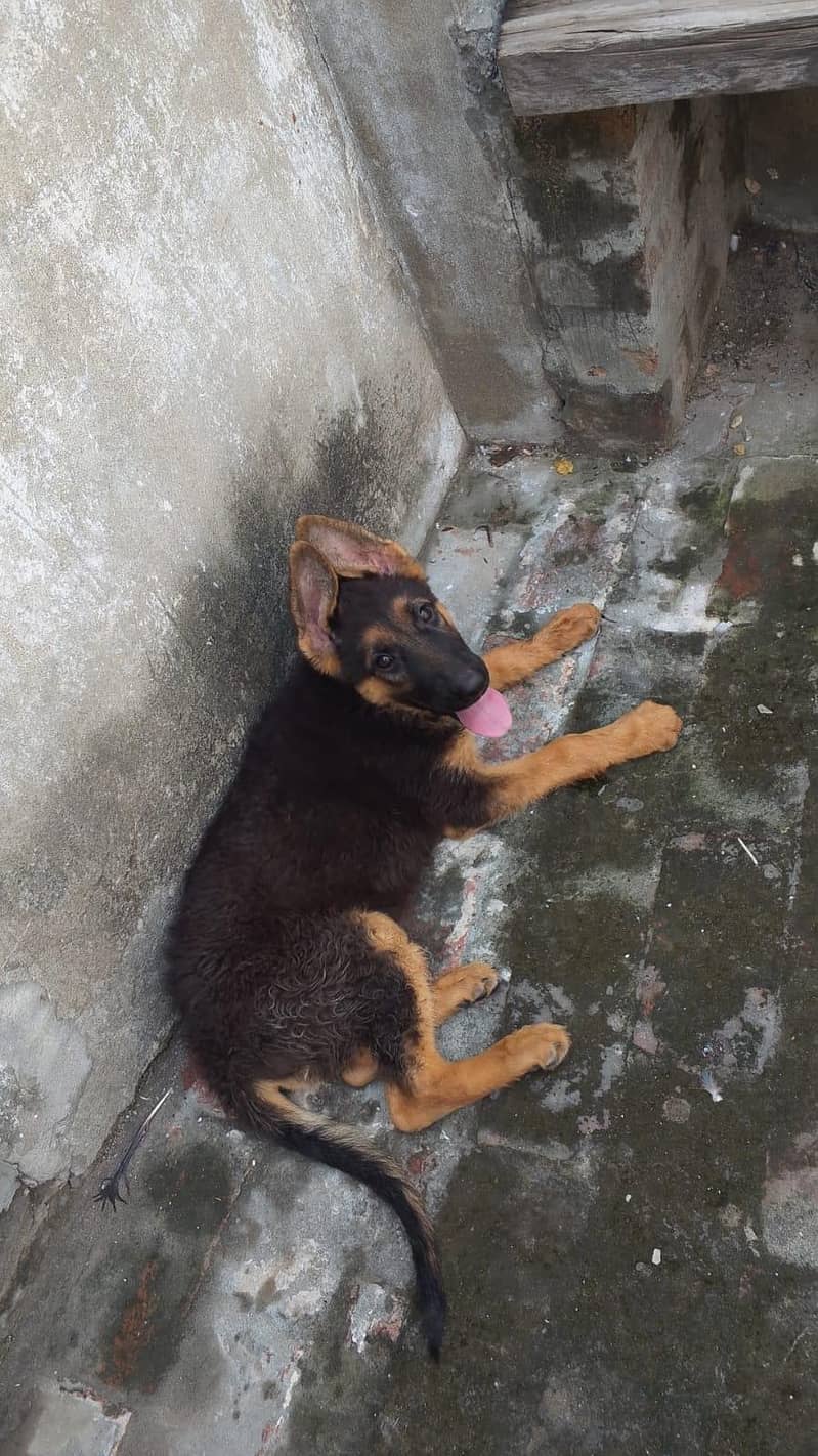 German shepherd 1
