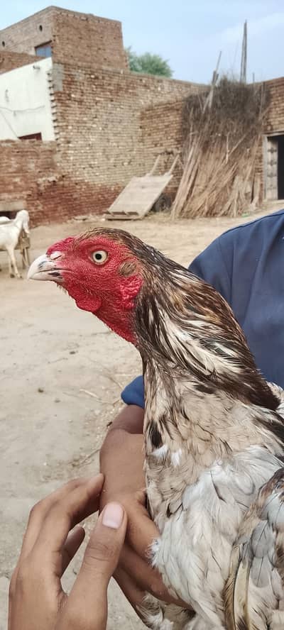 Beautiful strong Mianwali breed Whatsapp (03136931164) buyer pick up