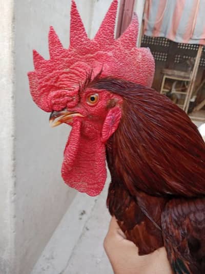 RIR eggs available