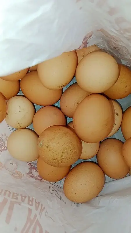 RIR eggs available — photo 2