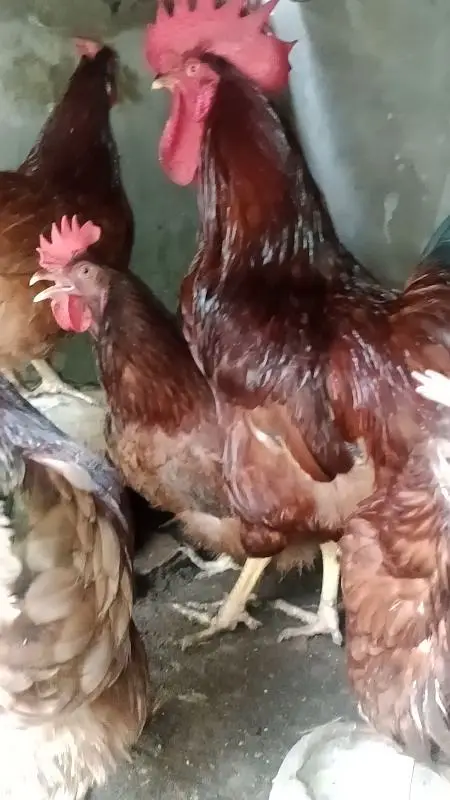 RIR eggs available — photo 3