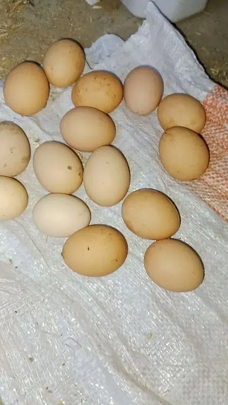 RIR eggs available — photo 4