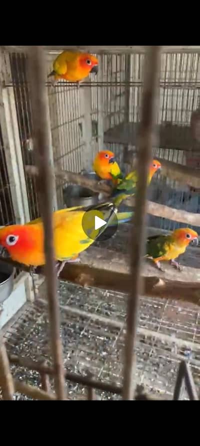 Suncnoure males