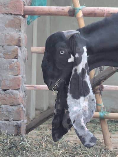 breeder for sale or exchange possible