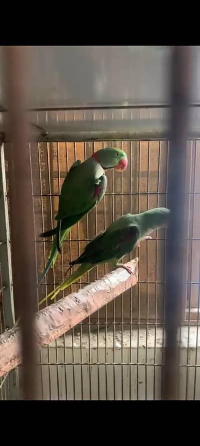 Raw breedar pair