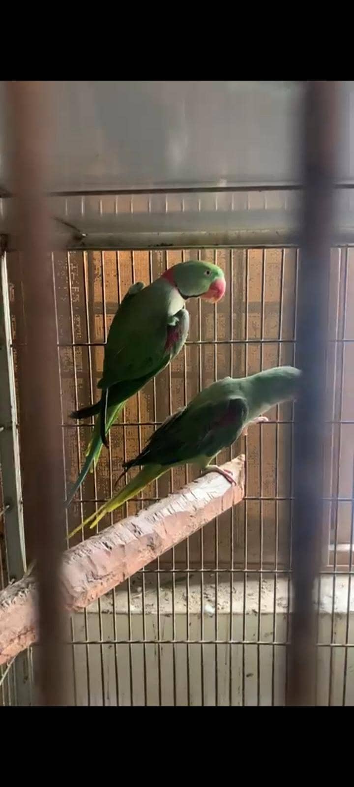 Raw breedar pair 0