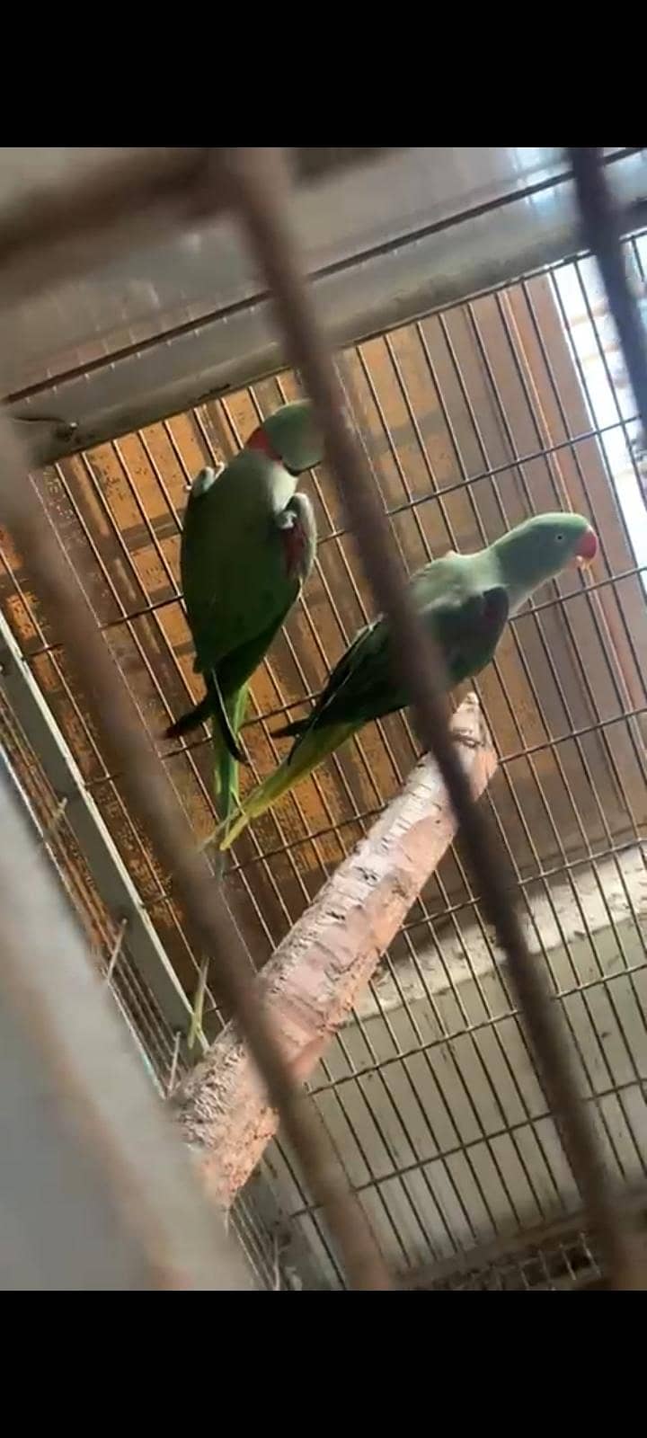Raw breedar pair 1