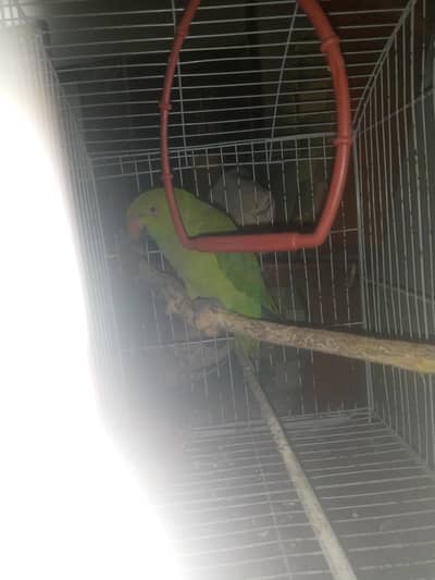 green Ringneck parrot khatta