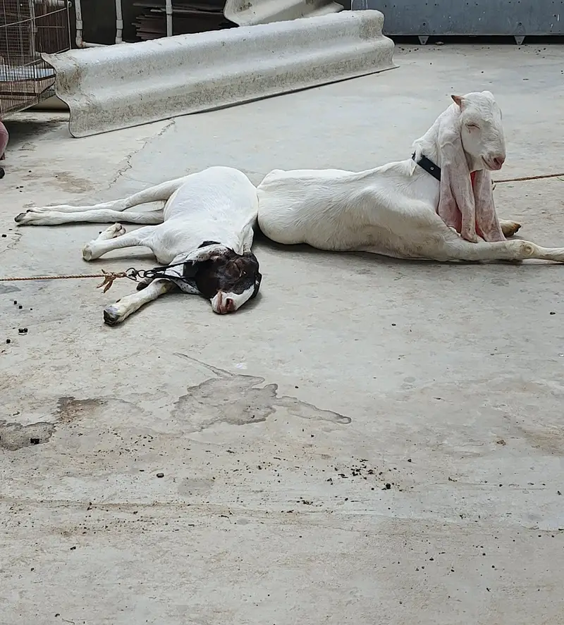 Premium Bloodline Pair Available | Best Quality — photo 4